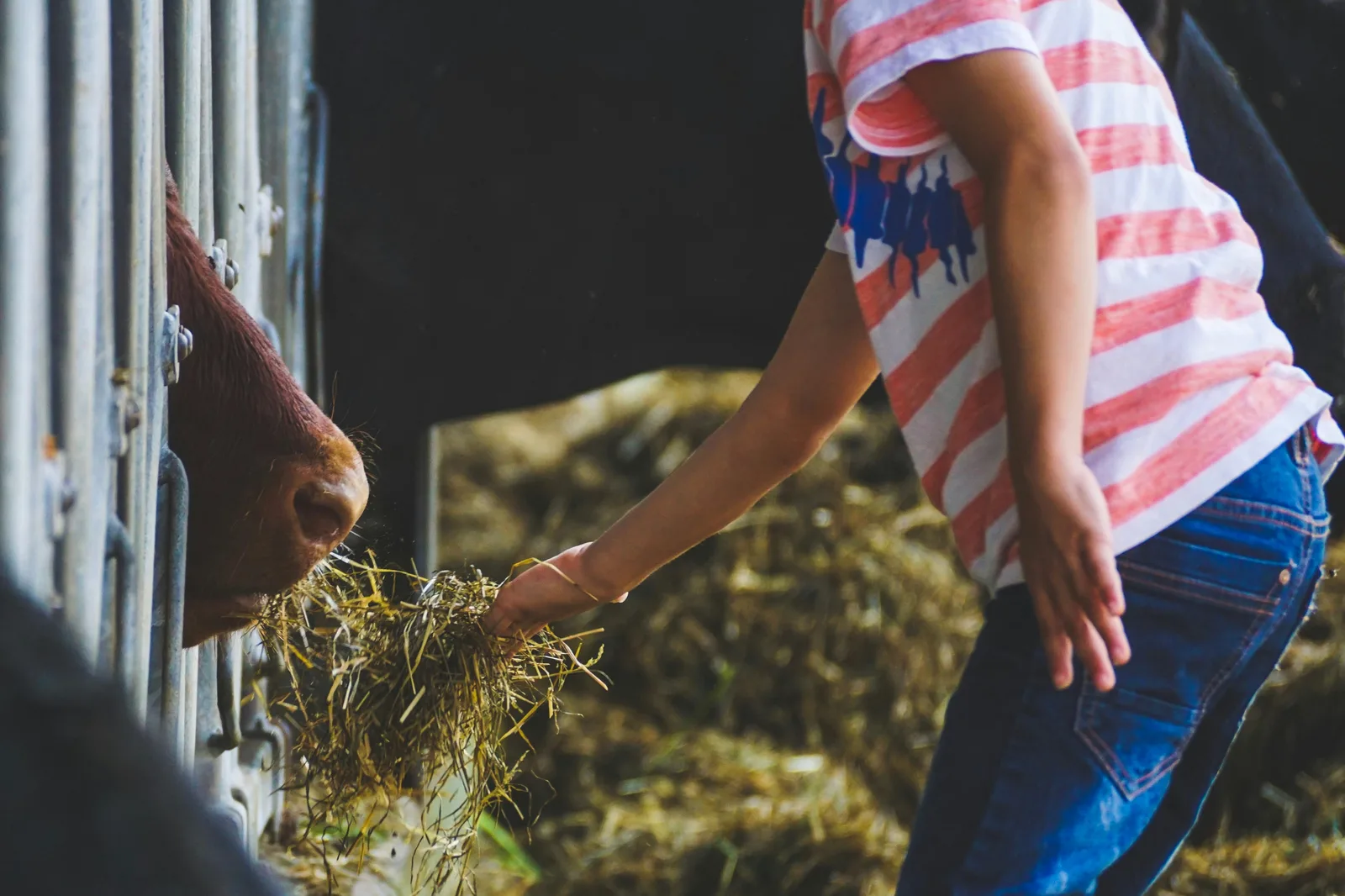 Jongere voert een koe op de boerderij