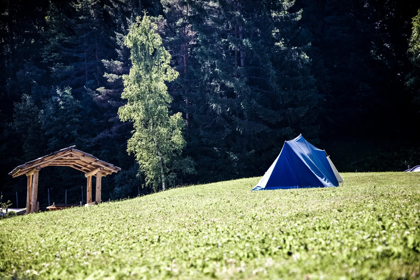 Tent op een groene minicamping